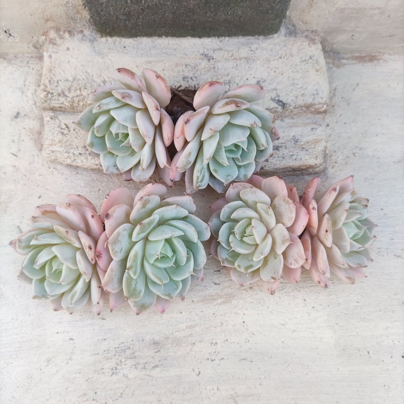 多肉植物　韓国苗　パンドラhyb　抜き苗 多肉植物 韓国苗 パンドラhyb 抜き苗 多肉植物 エケベリア パンドラ