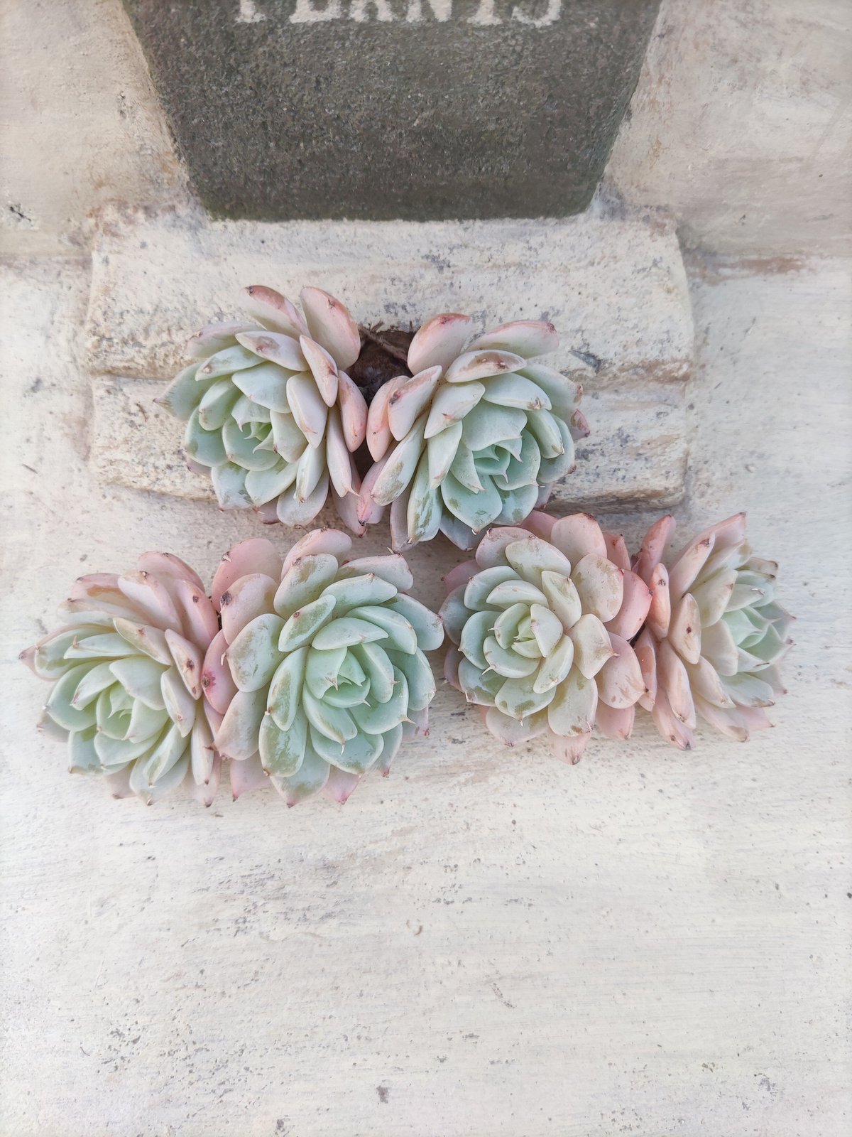 スノーフィールド エケベリア カット苗 | 多肉植物カット苗の通販