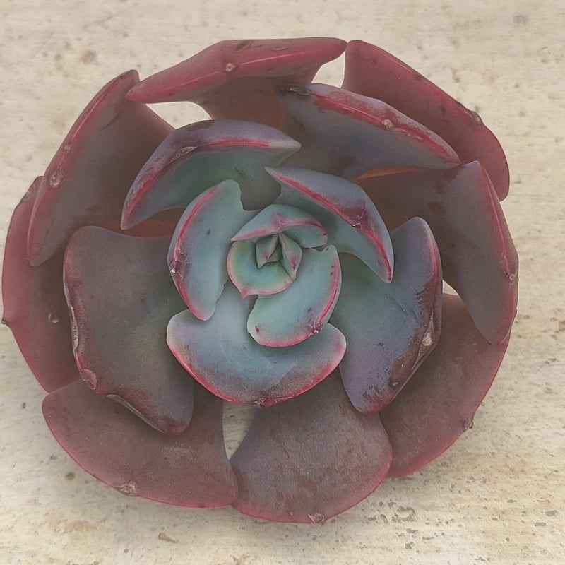 ミューズリー エケベリア カット苗 | 多肉植物カット苗の通販