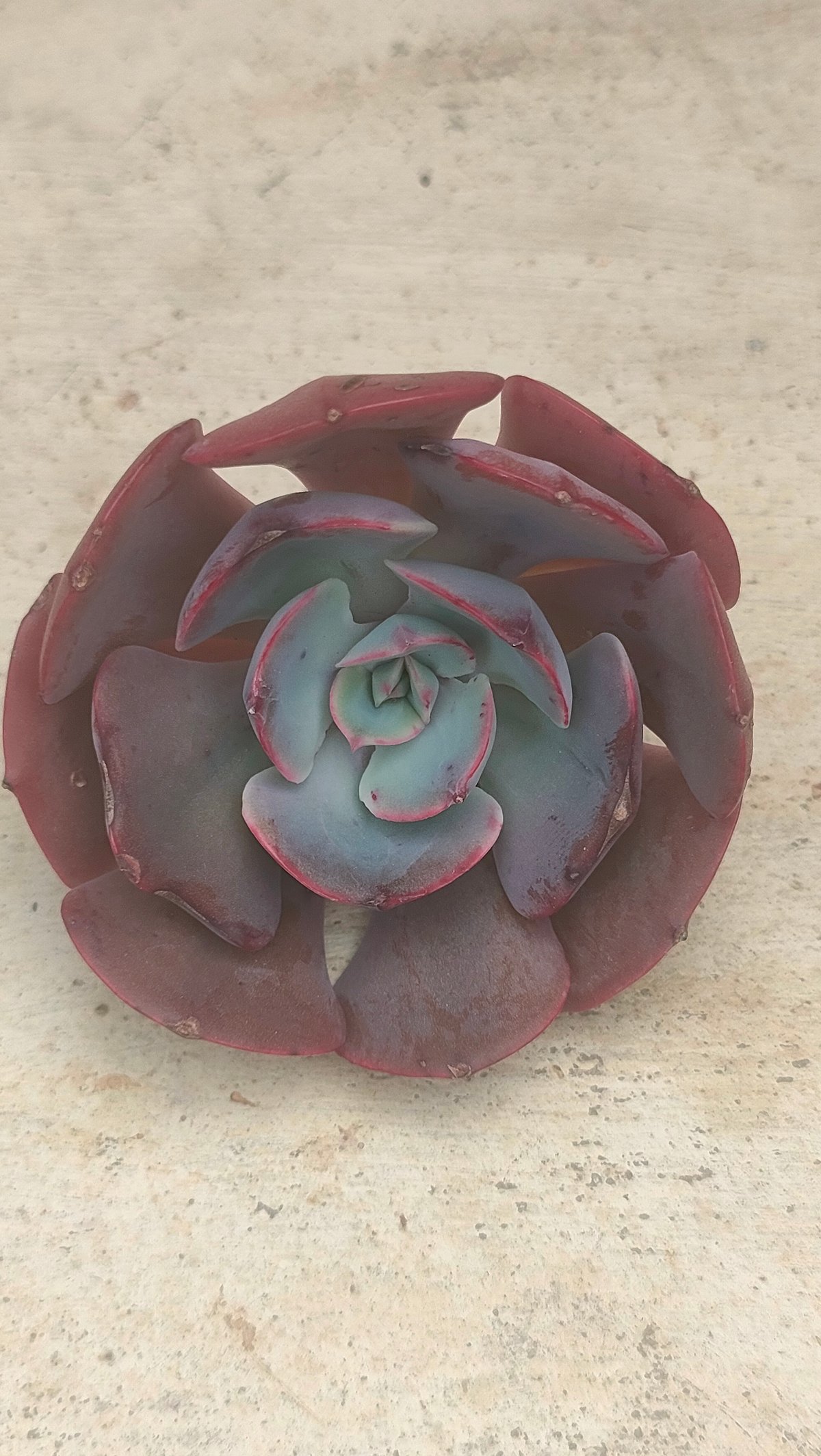 ミューズリー エケベリア カット苗 | 多肉植物カット苗の通販