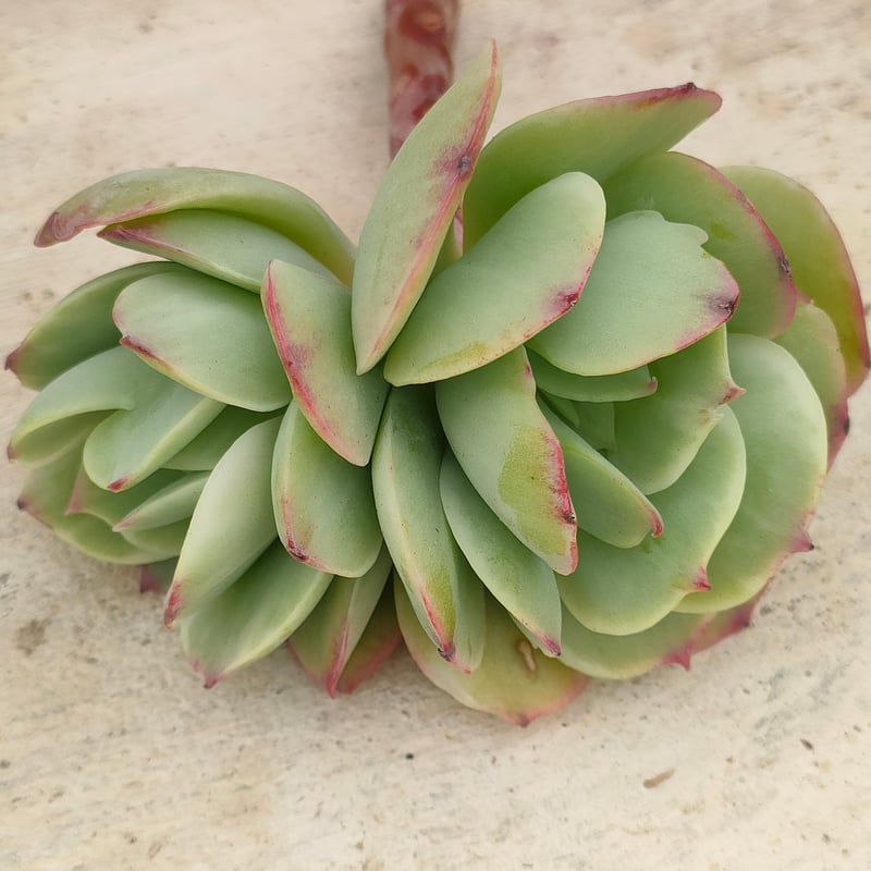 ピーチプリデ錦 エケベリア カット苗 | 多肉植物カット苗の通販