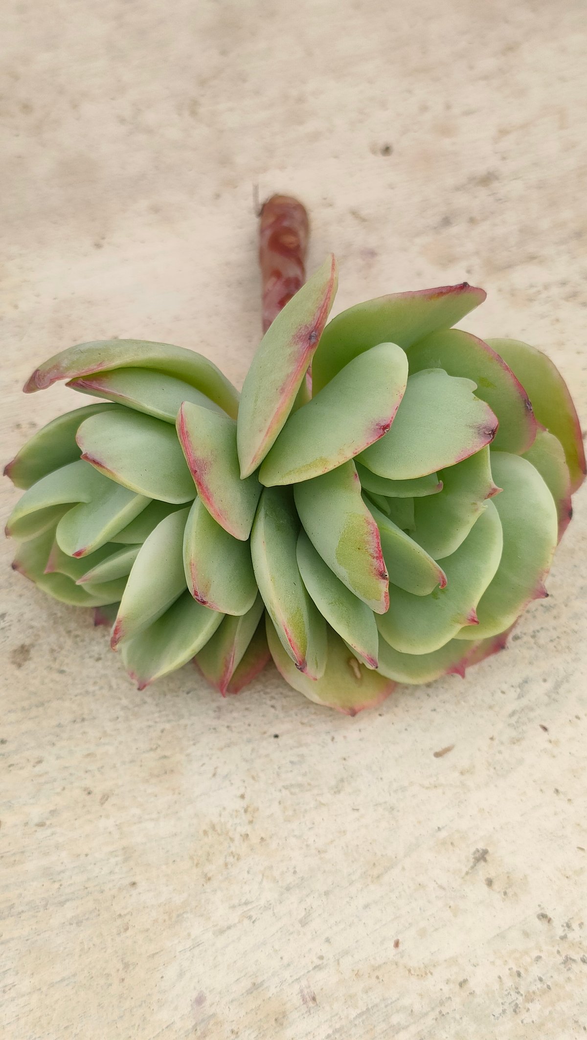 多肉植物 ピーチプリデ　抜き苗　エケベリア ピーチプリデ 抜き苗 多肉植物 エケベリア - メルカリ
