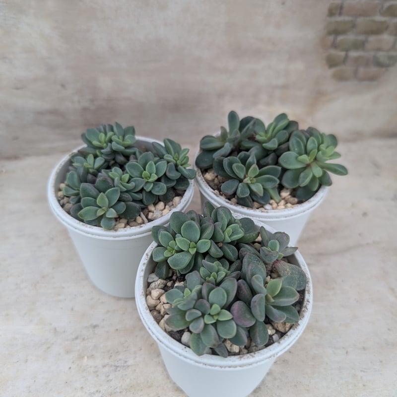 小型レズリー エケベリア 抜き苗 | 多肉植物カット苗の通販