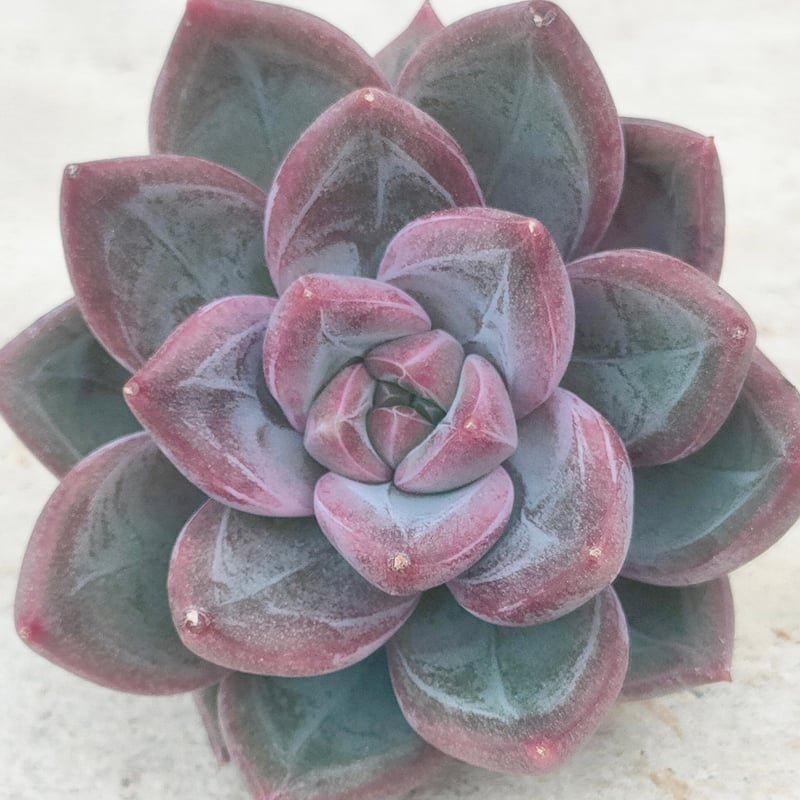 スコーン エケベリア カット苗 | 多肉植物カット苗の通販 | エケベリア