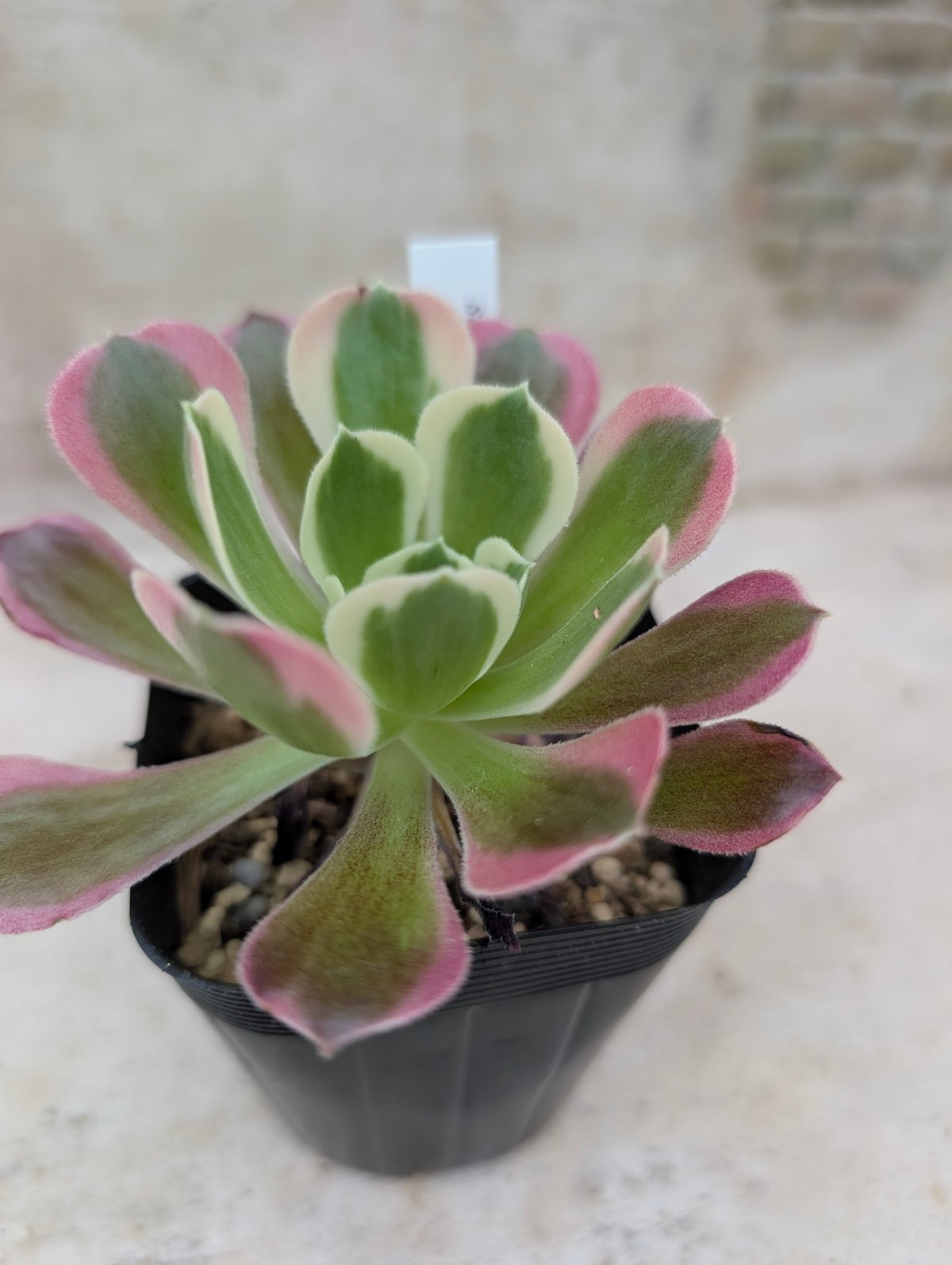 ムーンリバー アエオニウム 土付き 宅急便発送 | 多肉植物カット苗の