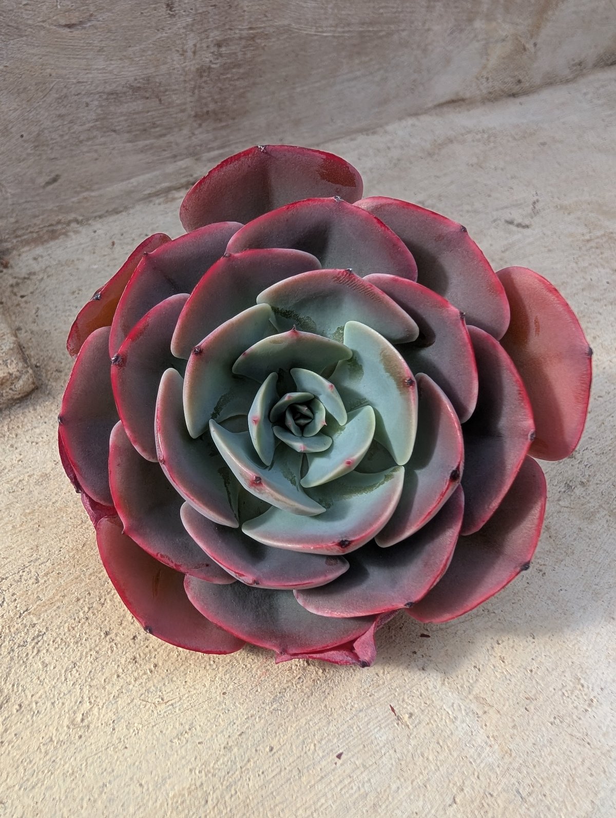 韓国苗♪ノーブル♪カット苗♪ 韓国苗♪ノーブル♪カット苗♪ 韓国苗♪ノーブル♪カット苗♪