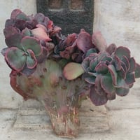 ピンクネーション エケベリア カット苗 | 多肉植物カット苗の通販