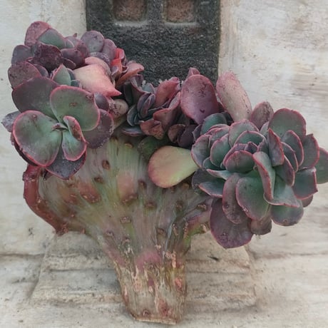 商品一覧 | 多肉植物カット苗の通販 | エケベリア(韓国苗)多肉植物専門