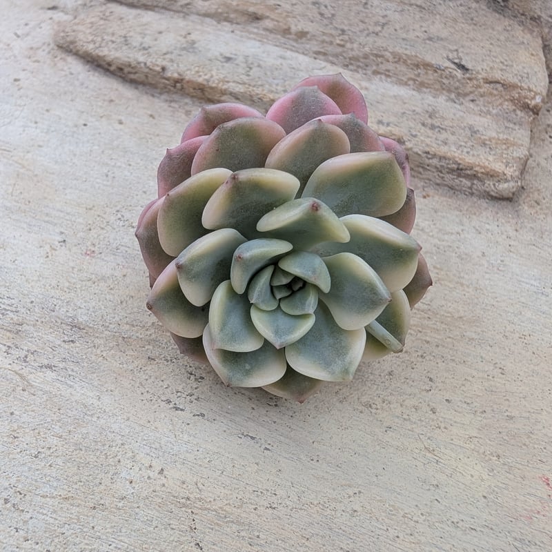 ピンクプリティ錦 グラプトベリア カット苗 | 多肉植物カット苗の通販