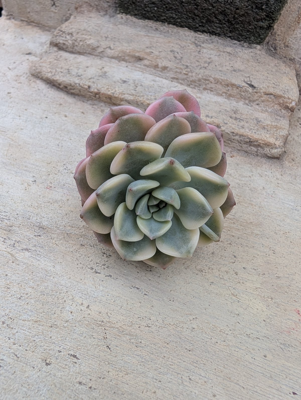 ピンクプリティ錦 グラプトベリア カット苗 | 多肉植物カット苗