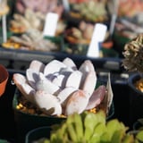 多肉植物カット苗の通販 | エケベリア(韓国苗)多肉植物専門店 | 森の多肉園