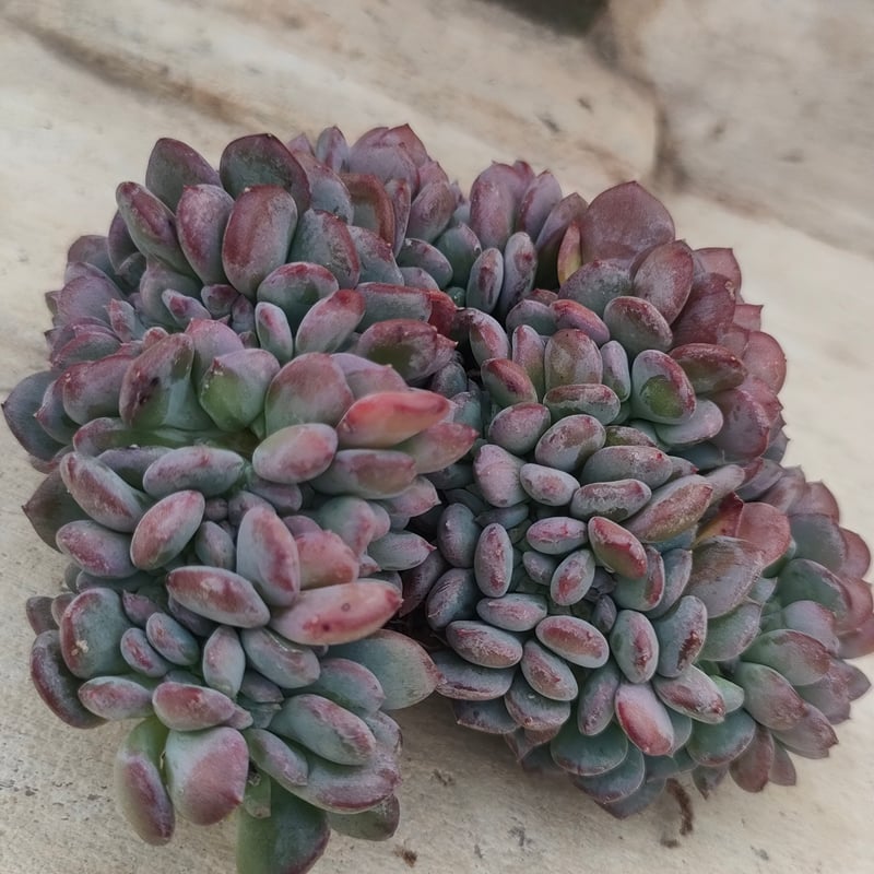 Top【選抜株】多肉植物　364088ピンクジェニー綴化　11個　鉢無し/脱土 ピンクジェニー綴化 エケベリア カット苗 | 多肉植物カット苗の通販