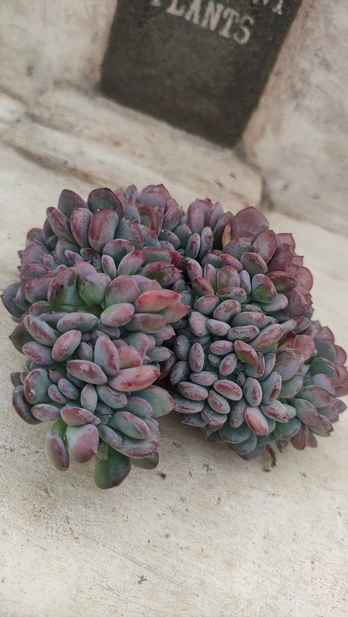 ピンクジェニー綴化 エケベリア カット苗 | 多肉植物カット苗の通販
