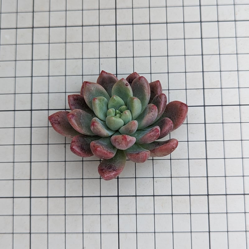 シャネル エケベリア カット苗 | 多肉植物カット苗の通販 | エケベリア