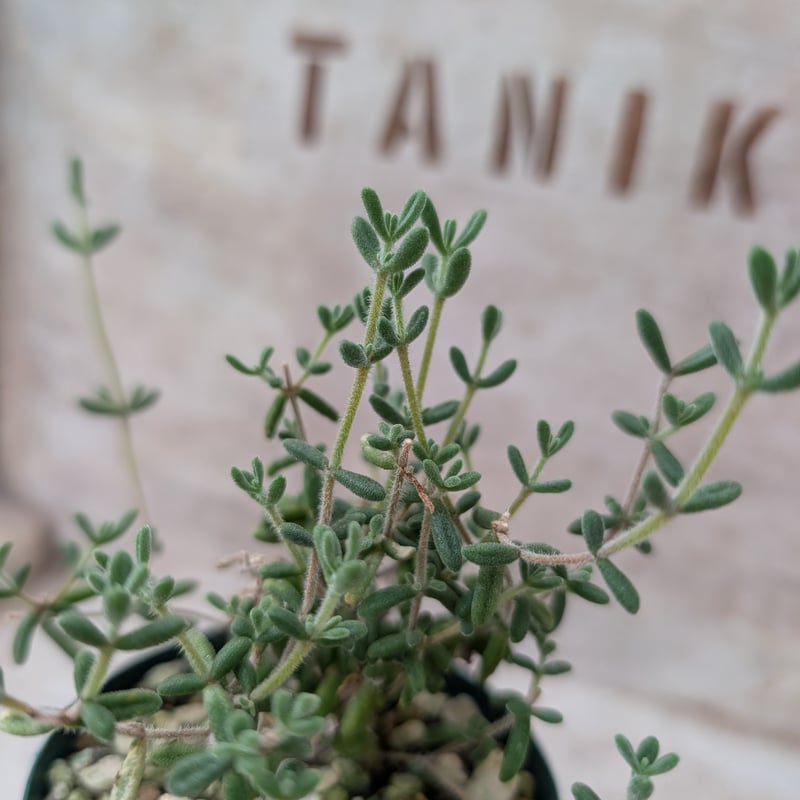 ドロサンテマム 紅宝石 土付き 宅急便発送 | 多肉植物カット苗の通販