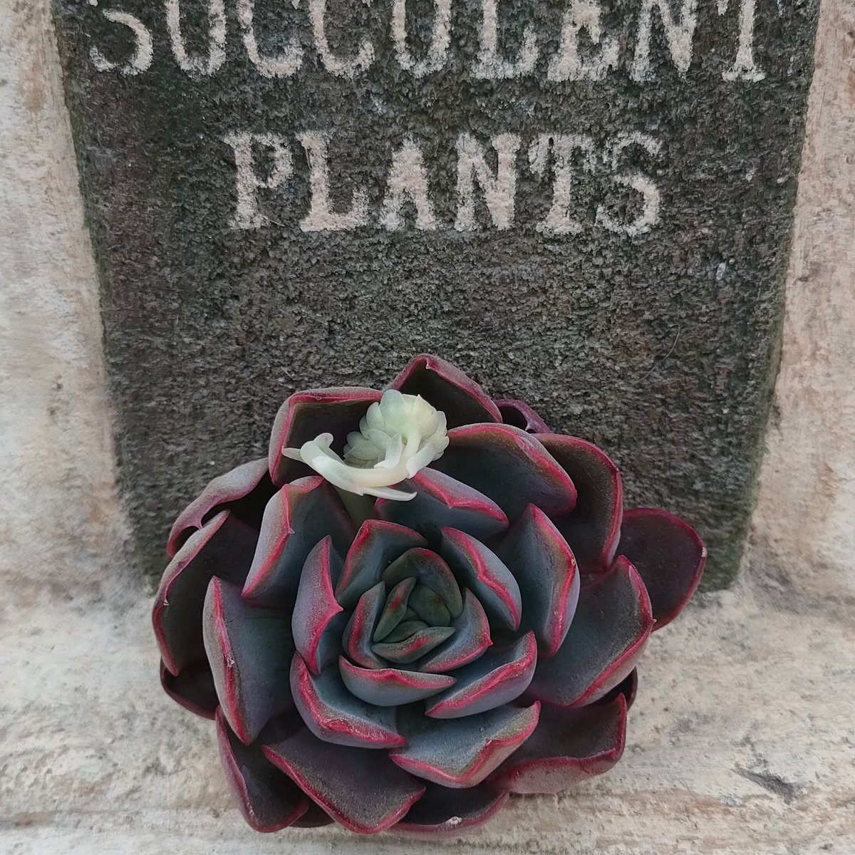 ダルピナ エケベリア カット苗 | 多肉植物カット苗の通販 | エケベリア