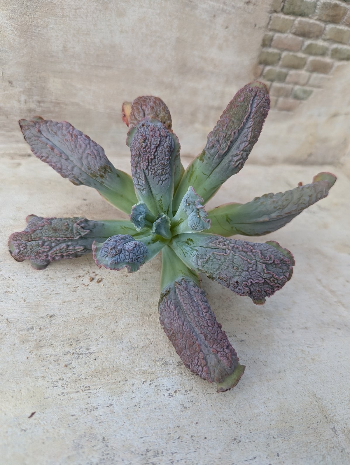 バロンボールド エケベリア カット苗 | 多肉植物カット苗の通販 バロンボールド エケベリア カット苗 | 多肉植物カット苗の通販
