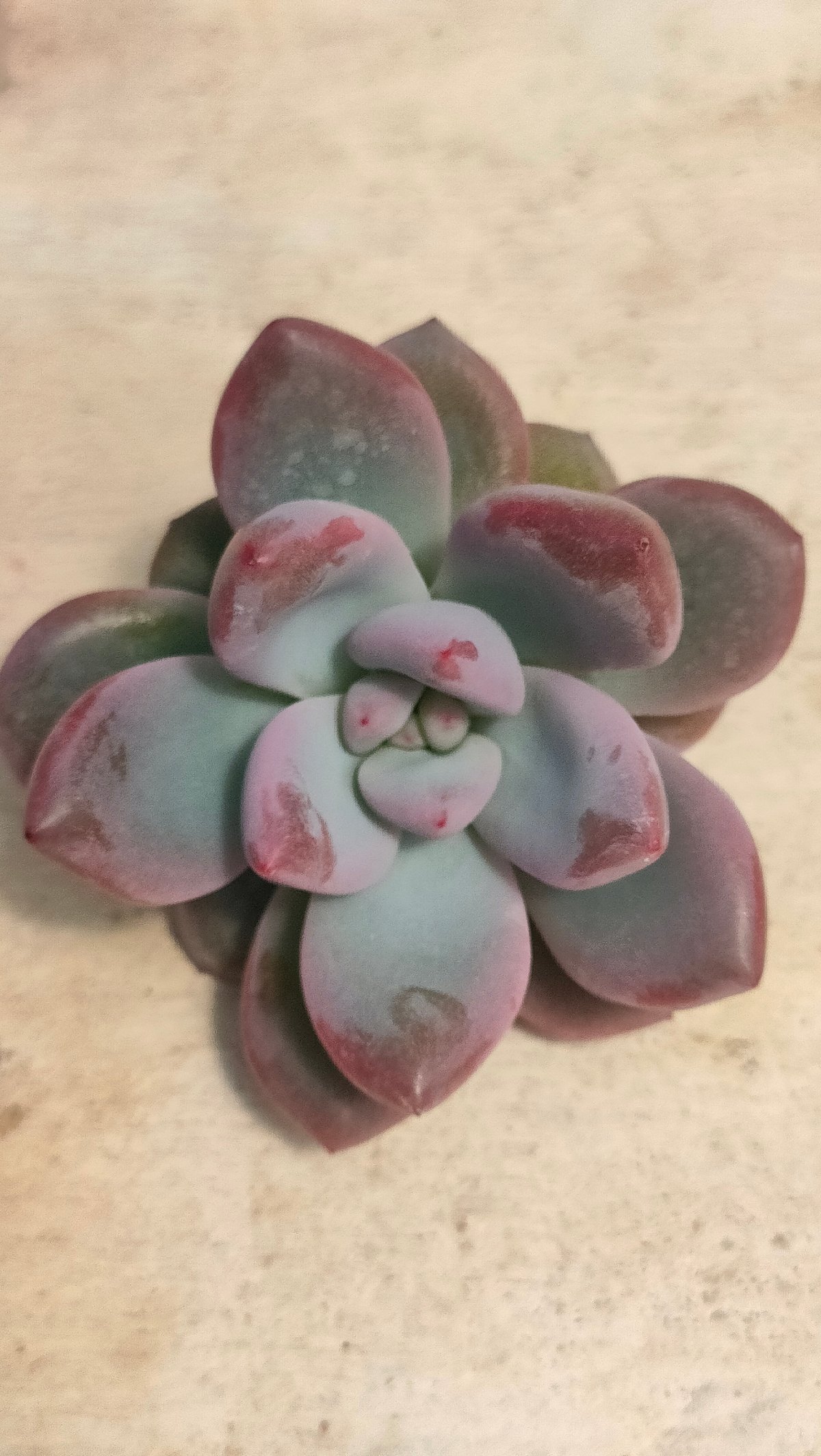 ダミアン エケベリア カット苗 | 多肉植物カット苗の通販 | エケベリア