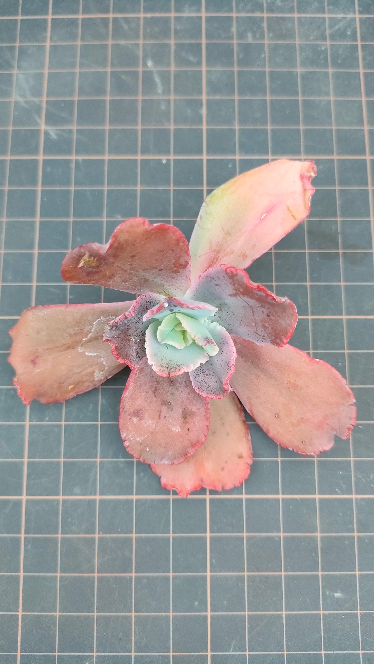 多肉植物 韓国苗 スピードバンプ スピードバンプ | 多肉植物 豆彦商店