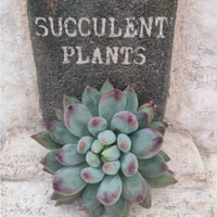 ミューズリー エケベリア カット苗 | 多肉植物カット苗の通販