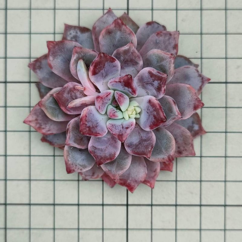 デボリューション エケベリア カット苗 | 多肉植物カット苗の通販