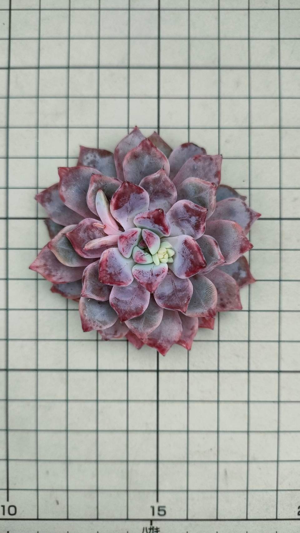 デボリューション エケベリア カット苗 | 多肉植物カット苗の通販