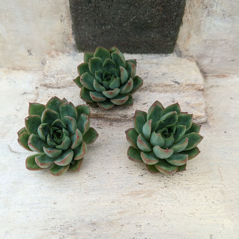 お纏め専用　多肉植物　❁︎ミニマ錦　未発根 お纏め専用 多肉植物 ❁︎ミニマ錦 未発根 【公式通販】