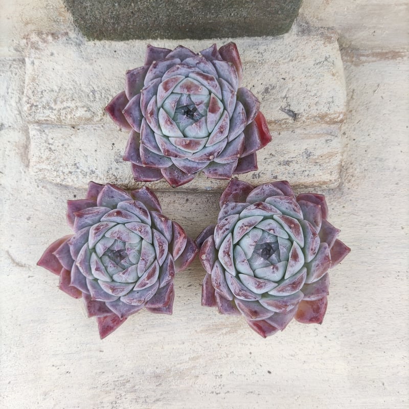 ポセイドン エケベリア カット苗 | 多肉植物カット苗の通販