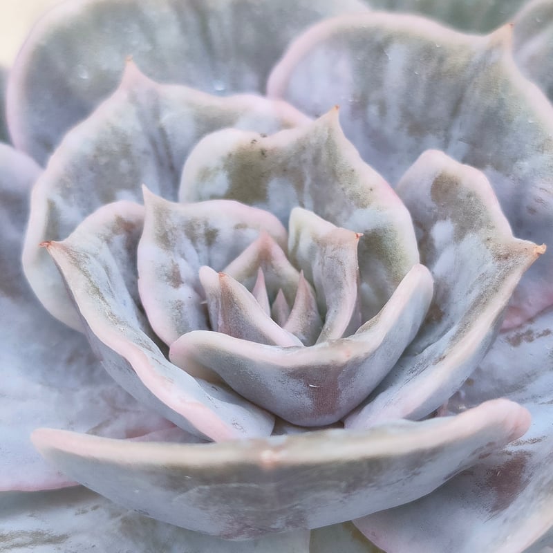 マーベル錦 エケベリア カット苗 | 多肉植物カット苗の通販