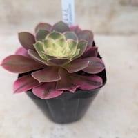 ムーンリバー アエオニウム 土付き 宅急便発送 | 多肉植物カット苗の