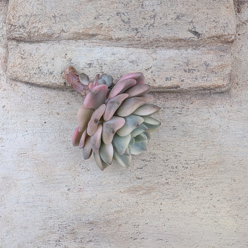 ピンクプリティ錦 グラプトベリア カット苗 | 多肉植物カット苗の通販