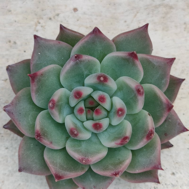 多肉植物カット苗バラ売り！注文はこちらにコメントください(^^) バラード エケベリア カット苗 | 多肉植物カット苗の通販 | エケベリア