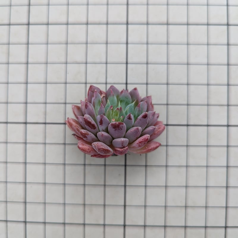 クリッシーNライアン エケベリア カット苗 | 多肉植物カット苗の通販