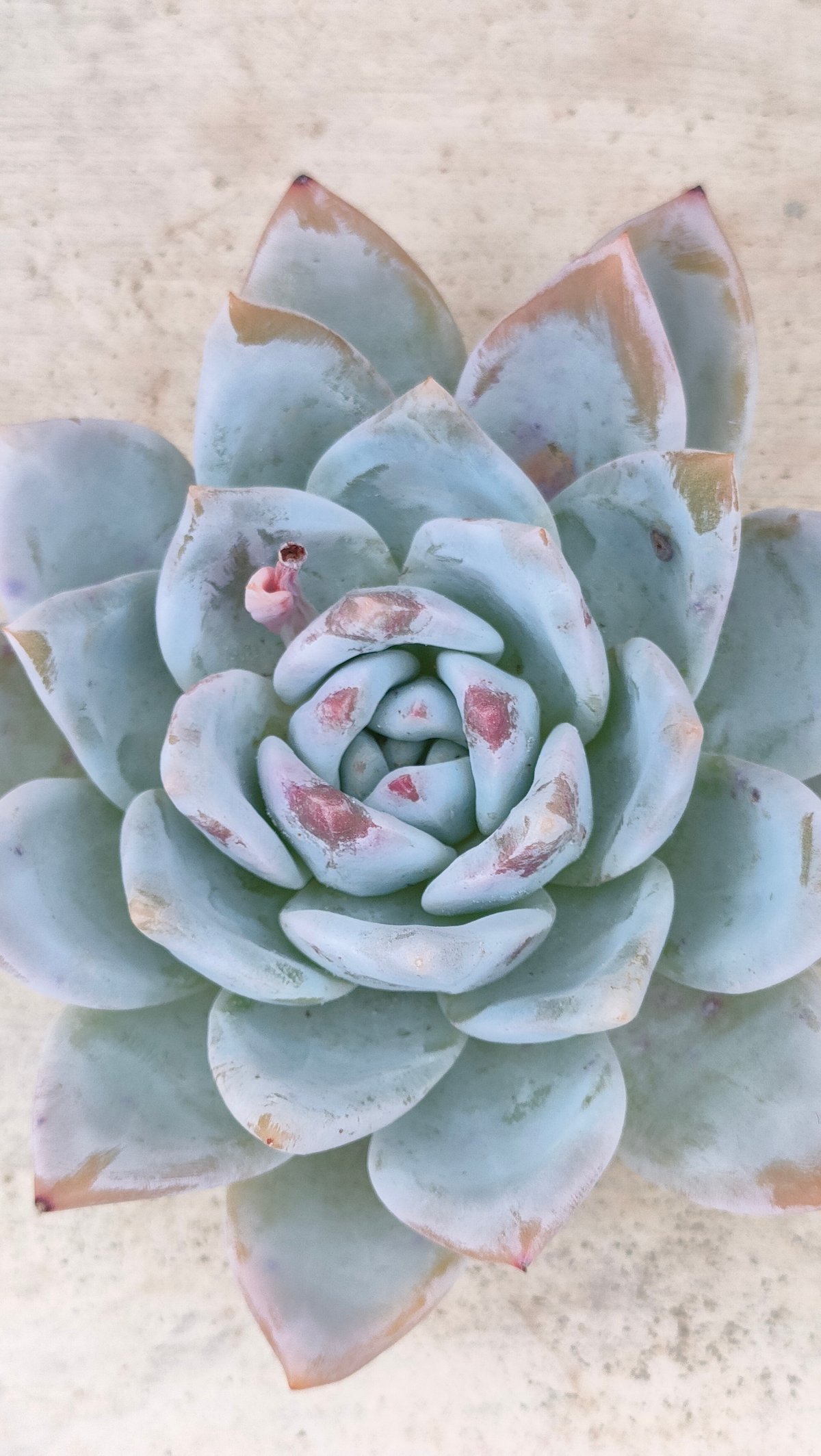 トロムソ(大苗)◎多肉植物 カット苗 韓国苗 エケベリア等 トロムソ エケベリア カット苗 | 多肉植物カット苗の通販 | エケベリア