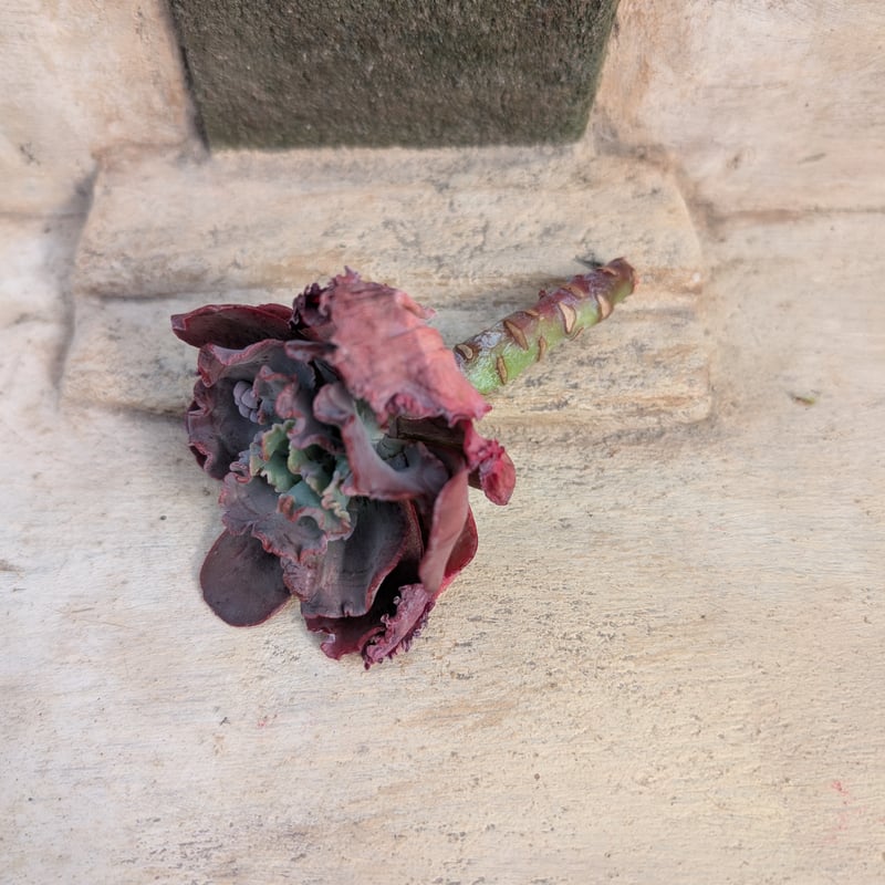 スピードバンプ エケベリア カット苗 | 多肉植物カット苗の通販