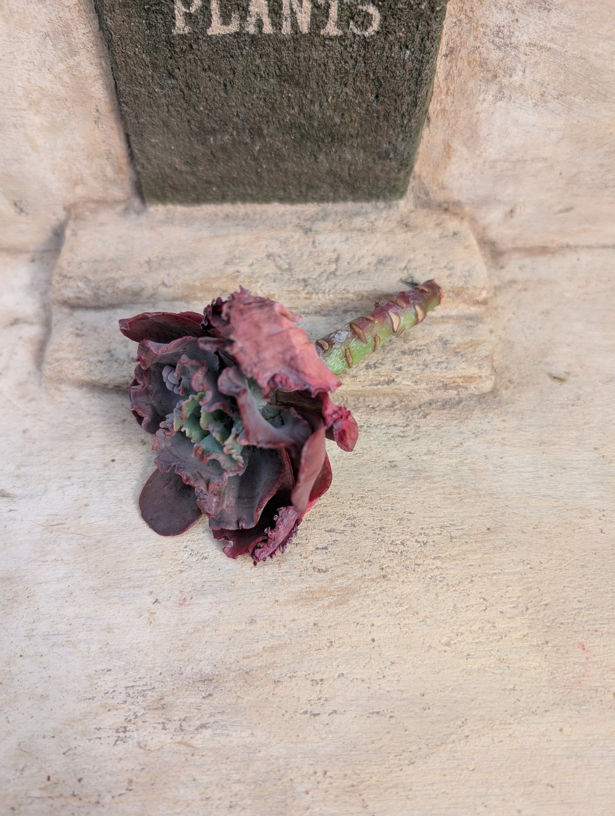 スピードバンプ エケベリア カット苗 | 多肉植物カット苗の通販