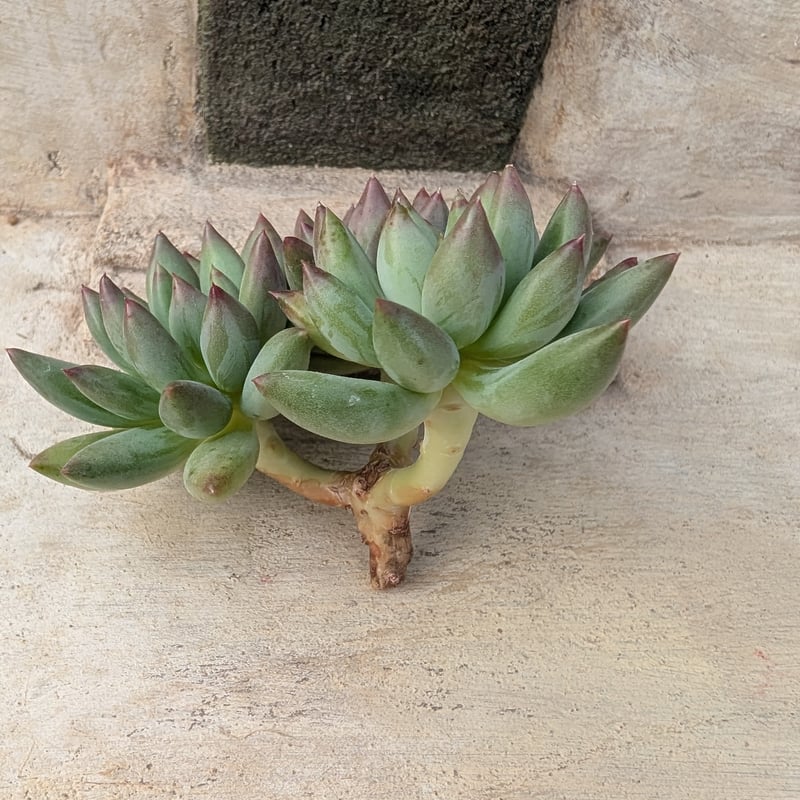 ヨンジゴンジ エケベリア カット苗 | 多肉植物カット苗の通販