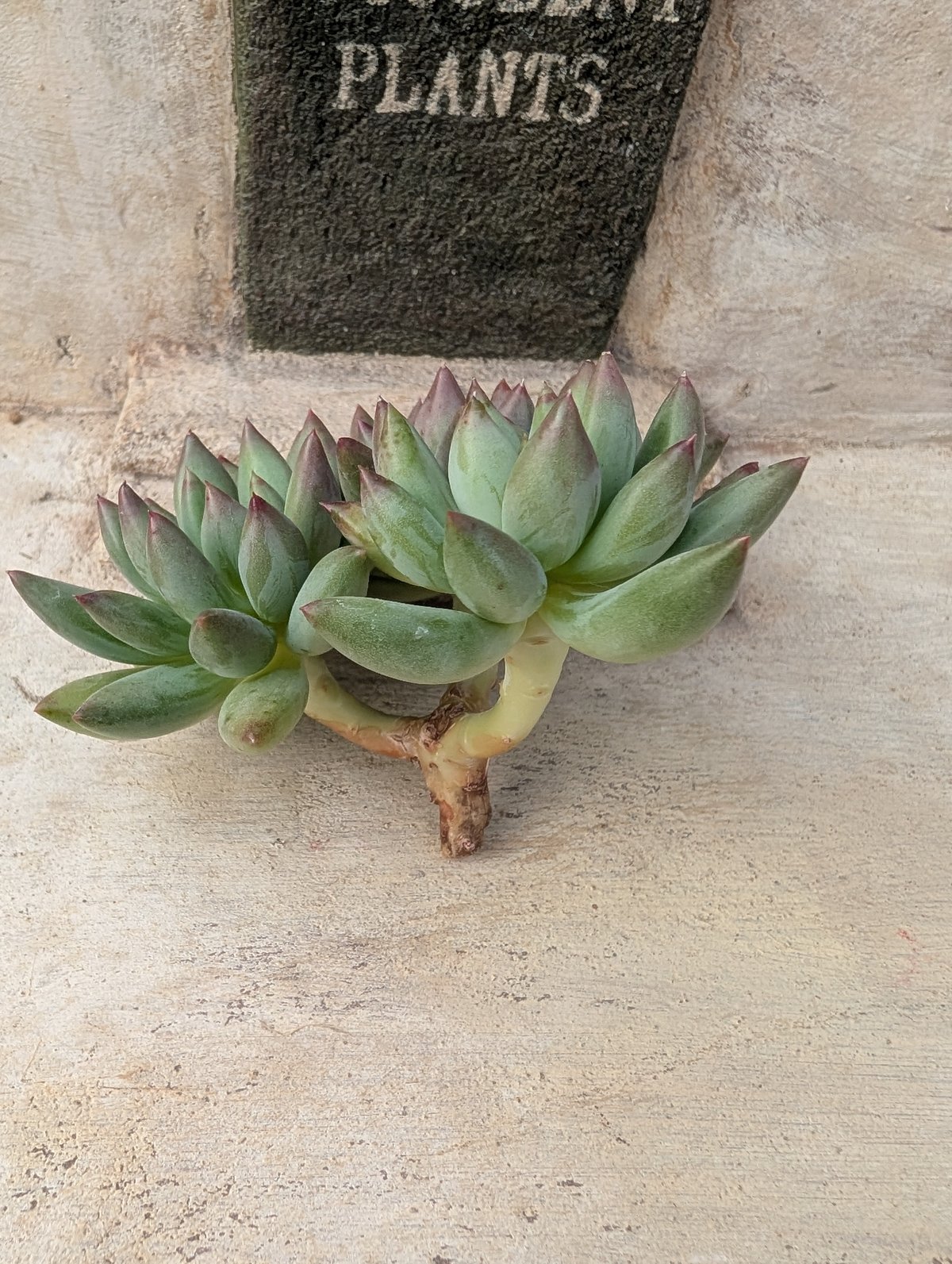 多肉植物 エケベリア ヨンジコンジ 1番大きいの1カット 多肉植物 ヨンジコンジの通販 by taniku_keko｜ラクマ エケベリア・セダム