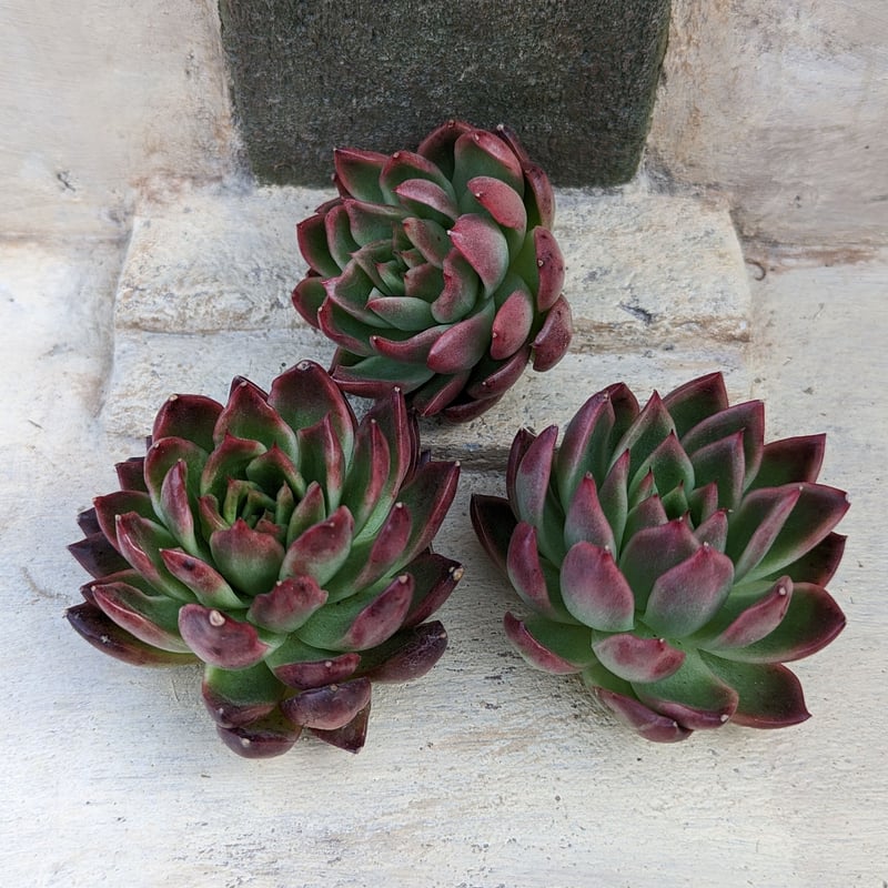 レッドキャンドル エケベリア カット苗 | 多肉植物カット苗の通販