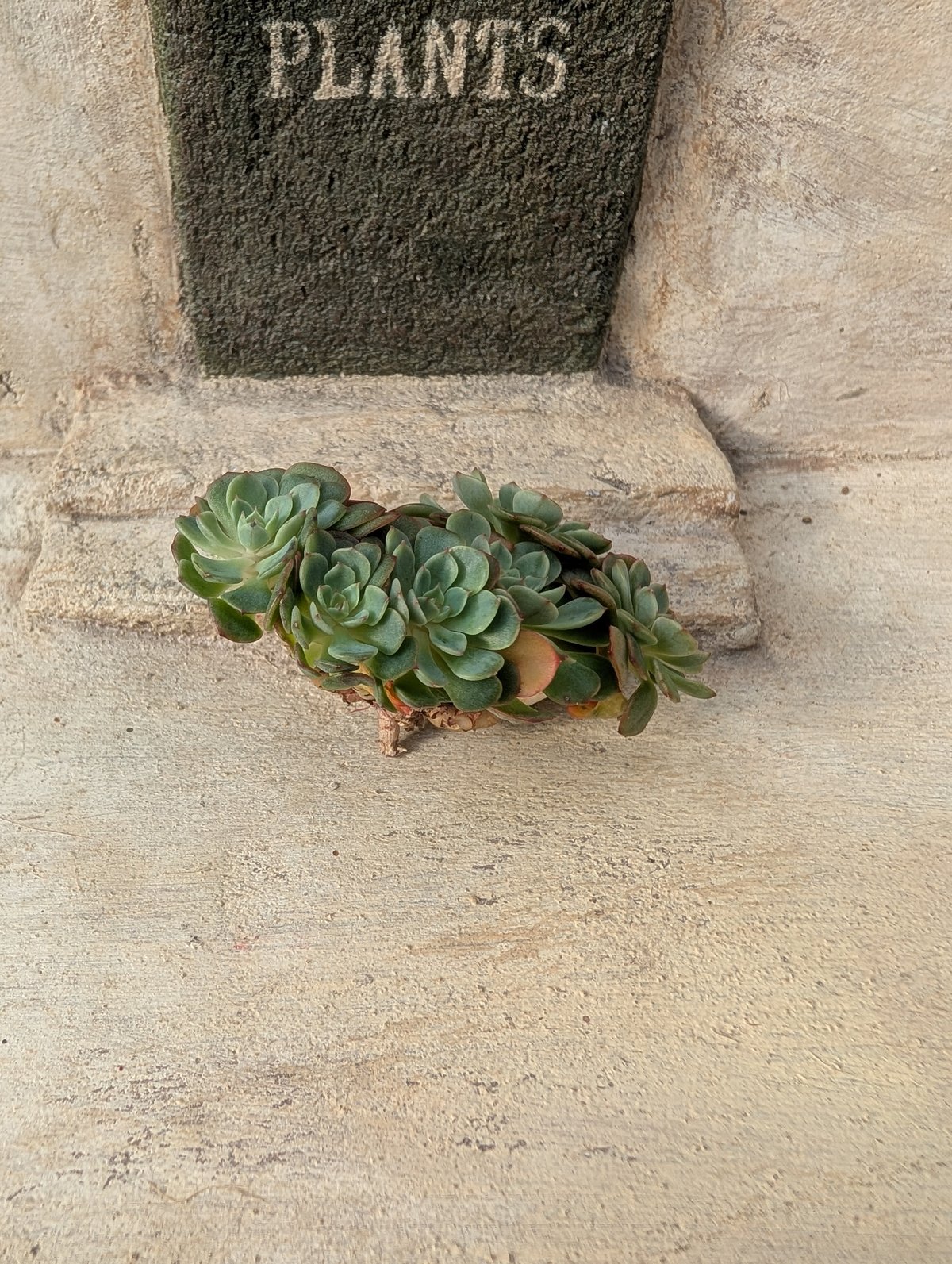 シュガーベビー カット苗 多肉植物 ゆうパケットプラス発送 シュガー