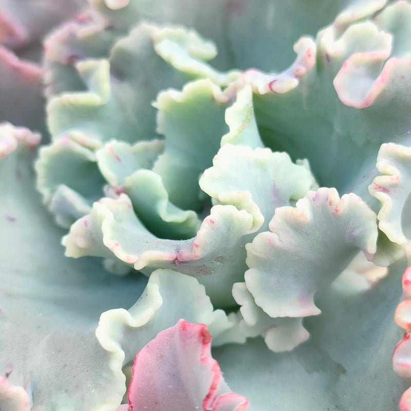 多肉植物 韓国苗 クレオパトラ クレオパトラ エケベリア カット苗 | 多肉植物カット苗の通販