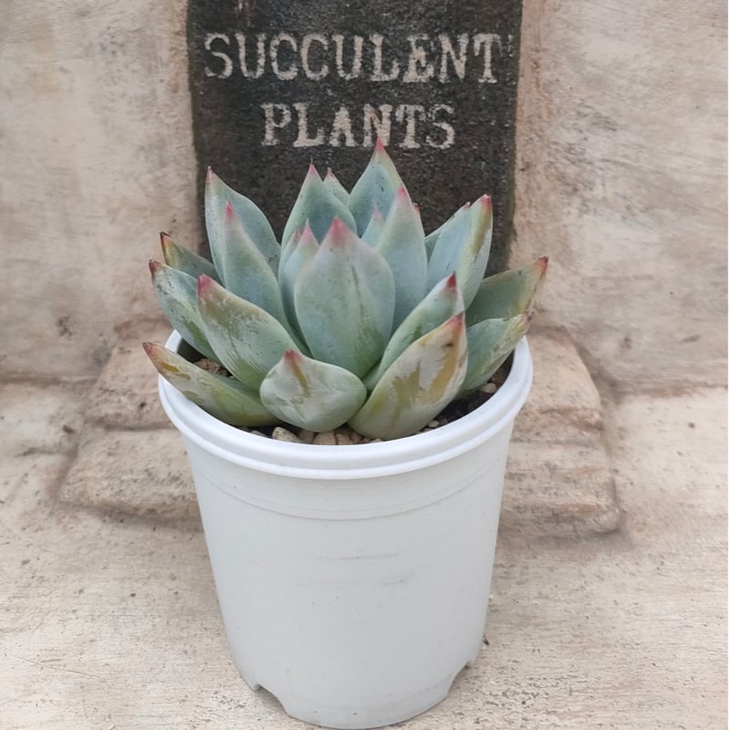 シャキノ エケベリア | 多肉植物カット苗の通販 | エケベリア(韓国苗