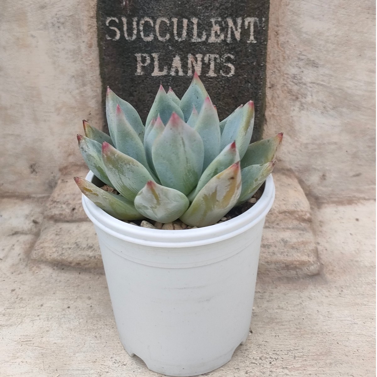 シャキノ エケベリア | 多肉植物カット苗の通販 | エケベリア(韓国苗