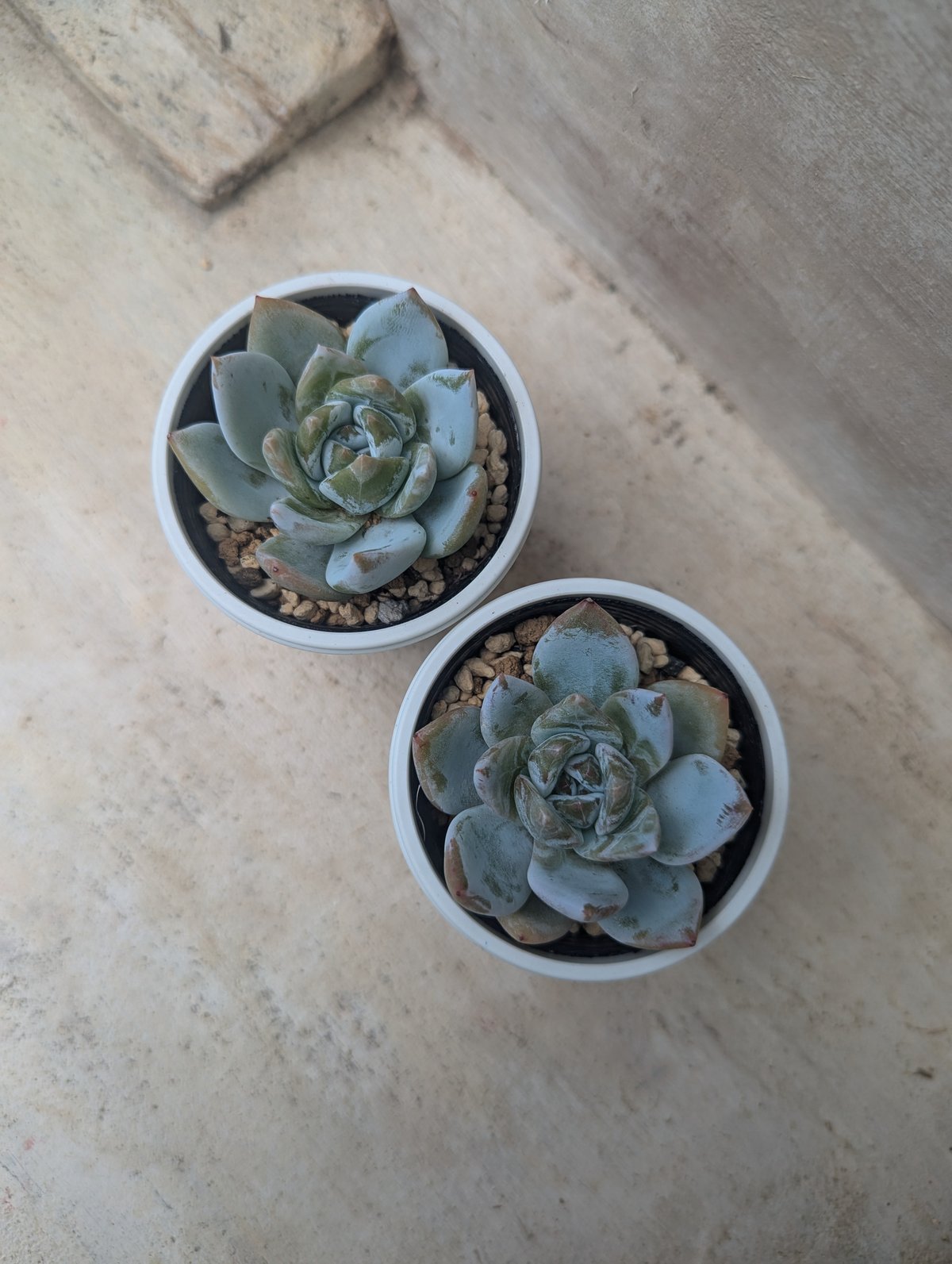 サンガ エケベリア 抜き苗 | 多肉植物カット苗の通販 サンガ エケベリア 抜き苗 | 多肉植物カット苗の通販