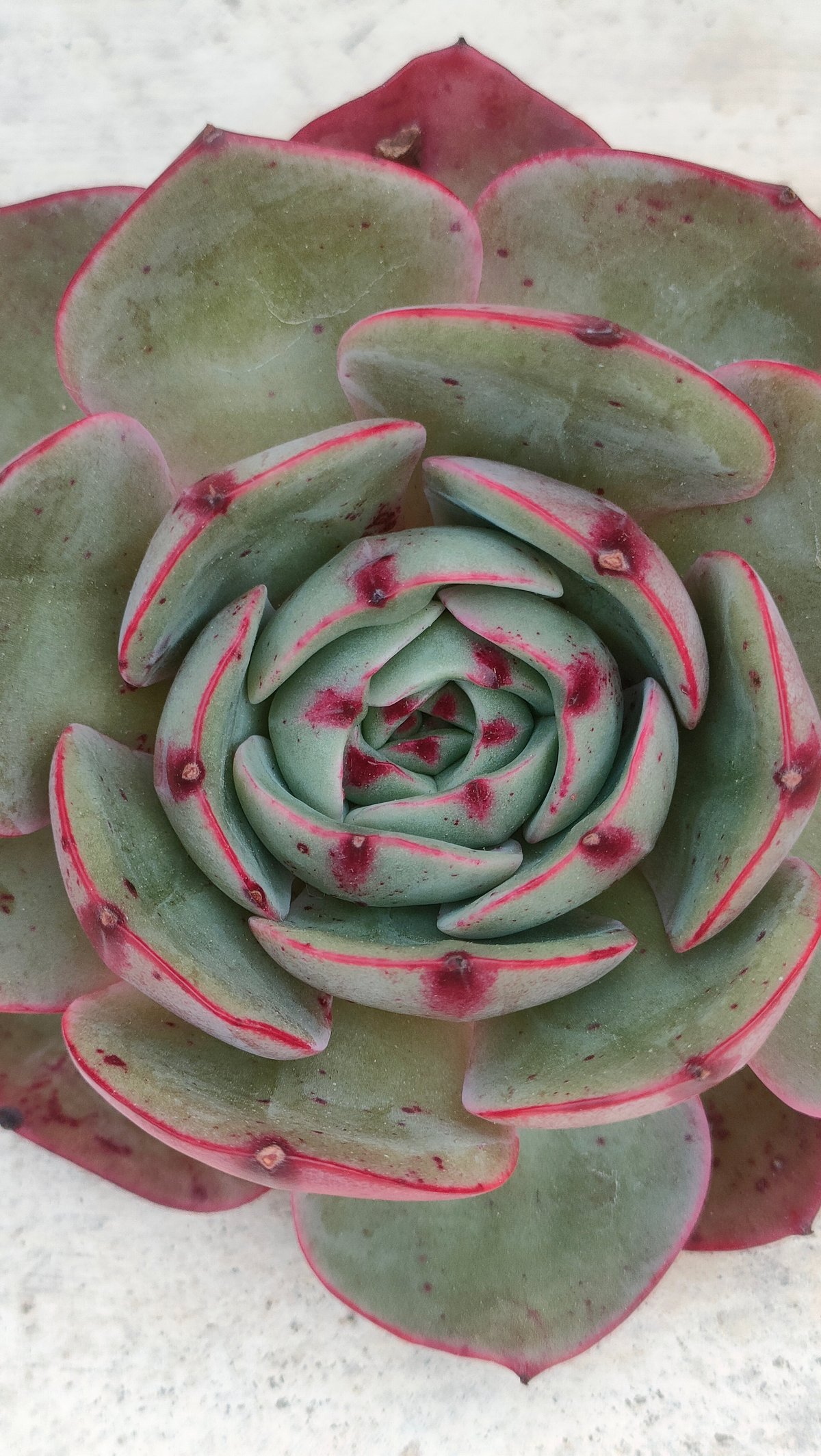 ピンクフローラ エケベリア カット苗 | 多肉植物カット苗の通販