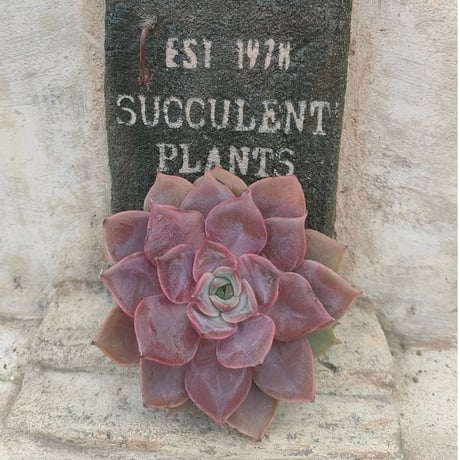 商品一覧 | 多肉植物カット苗の通販 | エケベリア(韓国苗)多肉植物専門