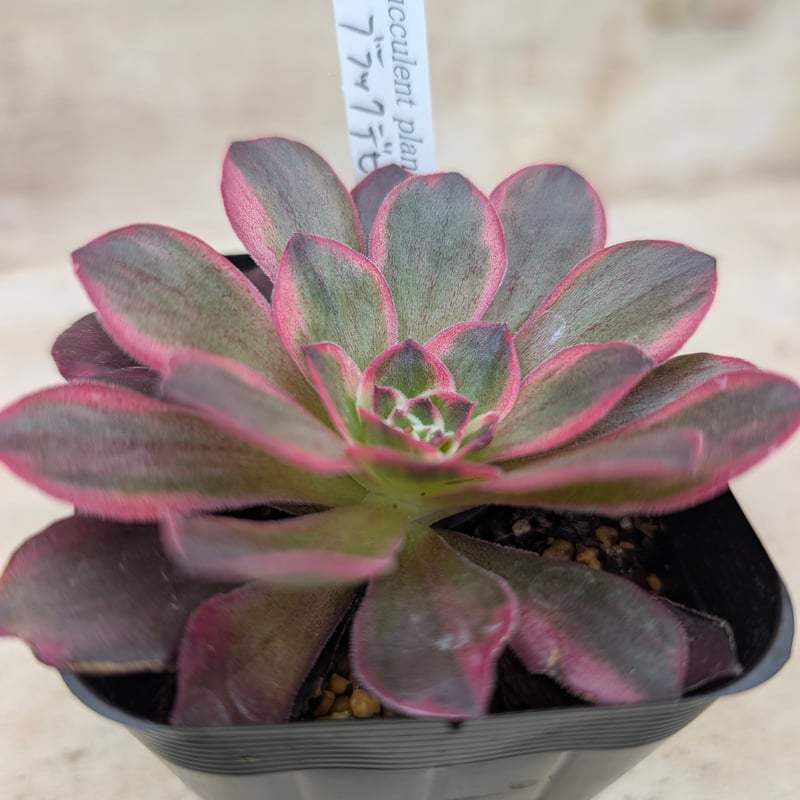 ブラックデビル アエオニウム 土付き 宅急便発送 | 多肉植物カット苗の