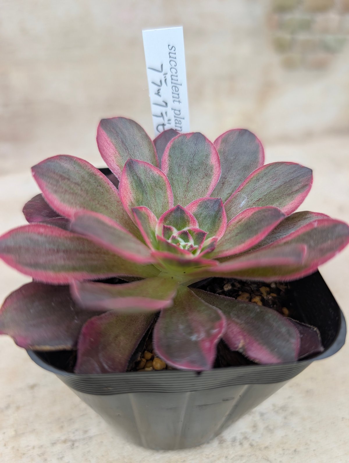 ブラックデビル アエオニウム 土付き 宅急便発送 | 多肉植物カット苗の