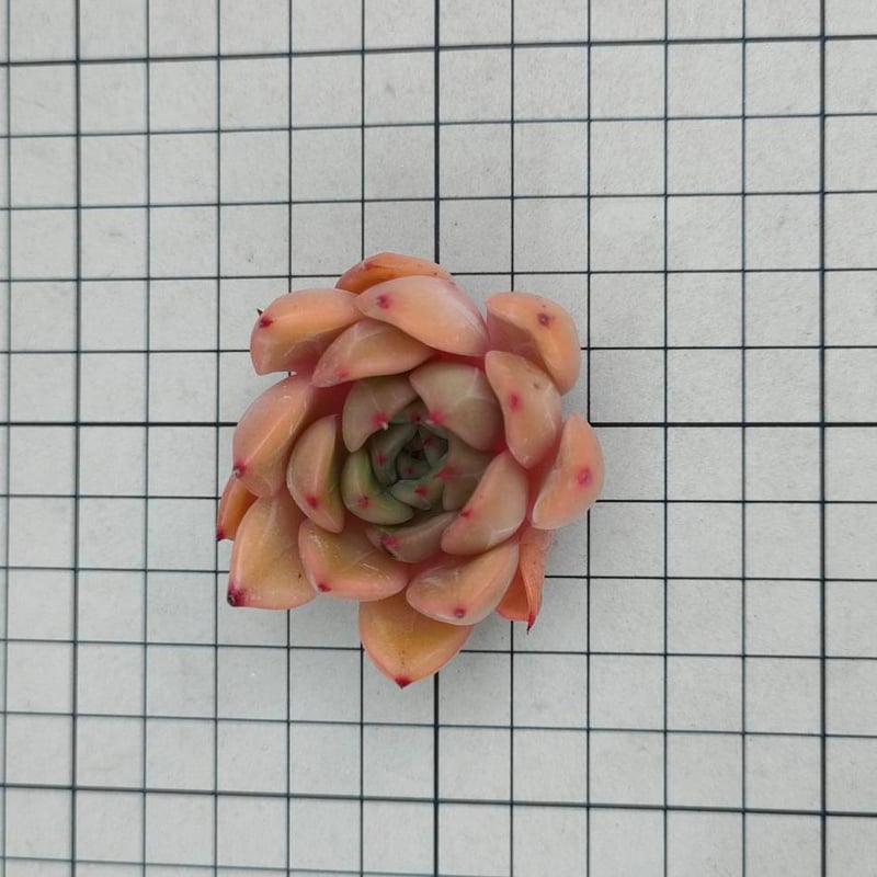 ピンクリリー エケベリア カット苗 | 多肉植物カット苗の通販