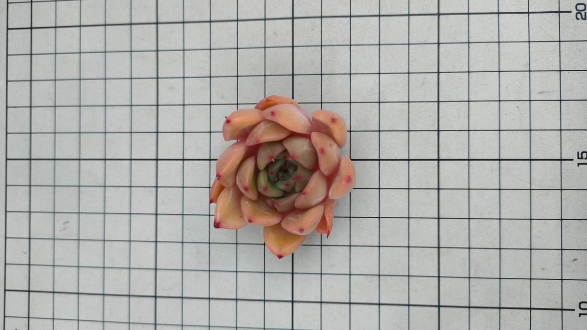 ピンクリリー エケベリア カット苗 | 多肉植物カット苗の通販